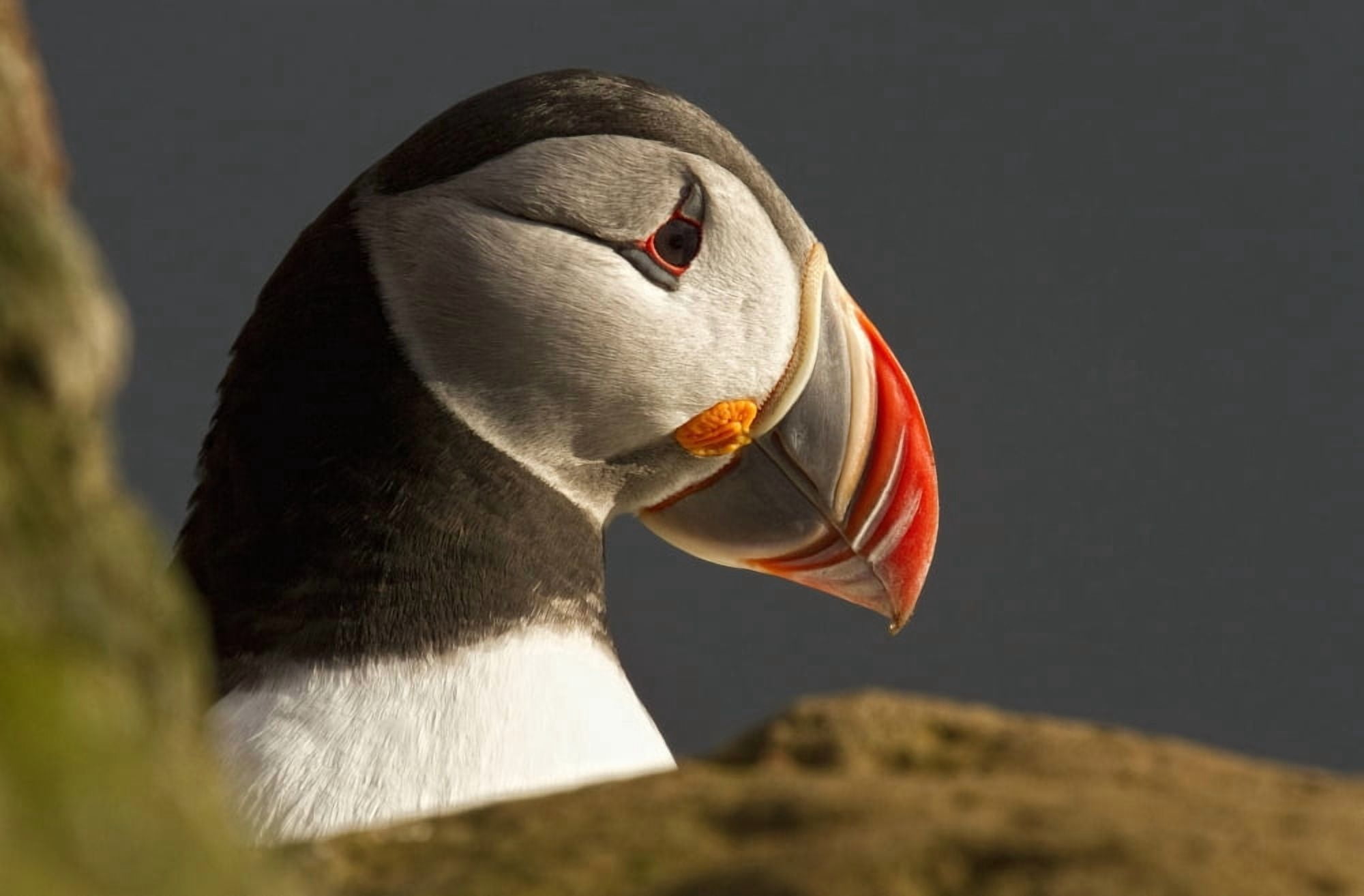 Portrait of a colorful puffin Iceland Canvas Art - Robert Postma Design Pics (17 x 11)
