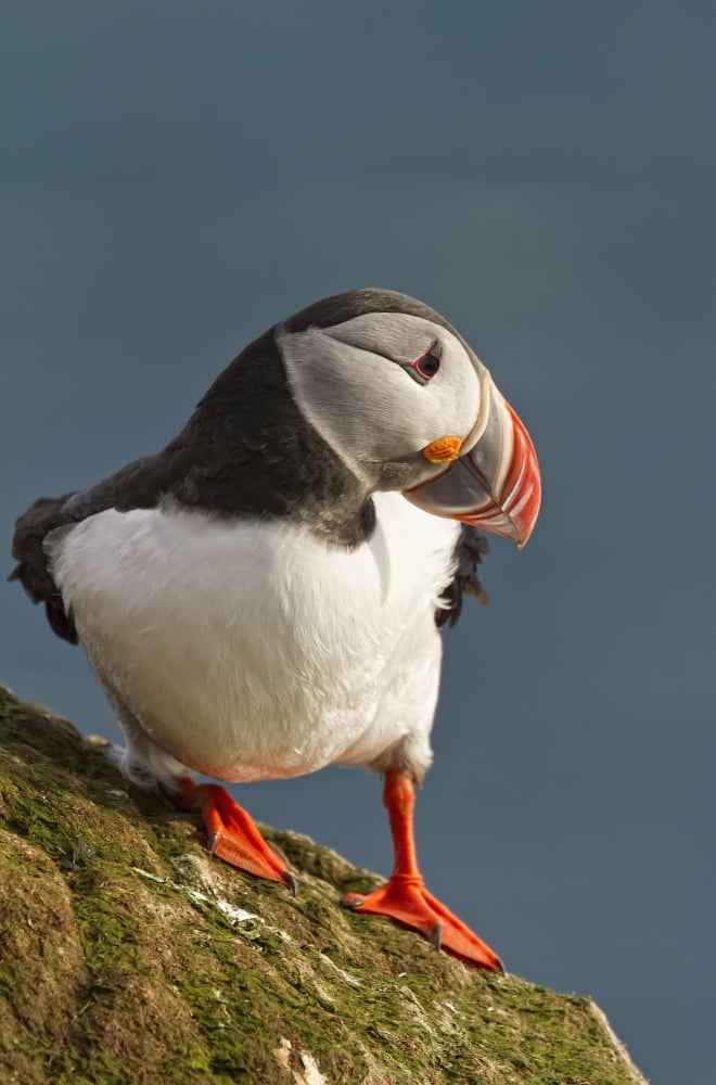 Portrait of a colorful puffin Iceland Canvas Art - Robert Postma Design Pics (22 x 34)