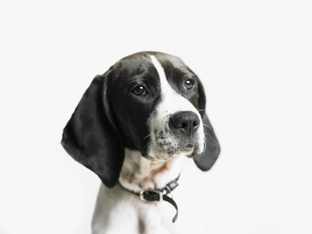 Portrait of a dog Canvas Art - Eric Kulin Design Pics (17 x 13)