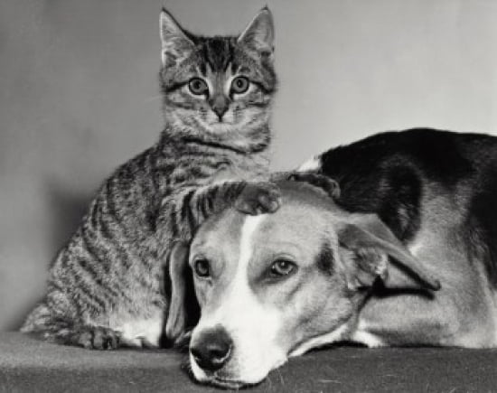 Portrait of a dog and a cat Canvas Art - (18 x 24)