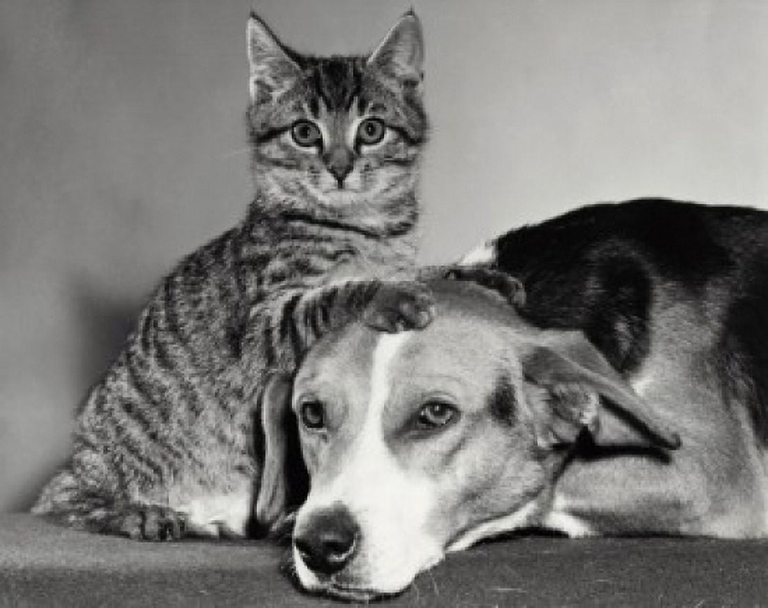 Portrait of a dog and a cat Canvas Art - (24 x 36)