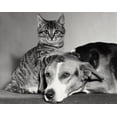 thumbnail image 1 of Portrait of a dog and a cat Poster Print (24 x 36), 1 of 1