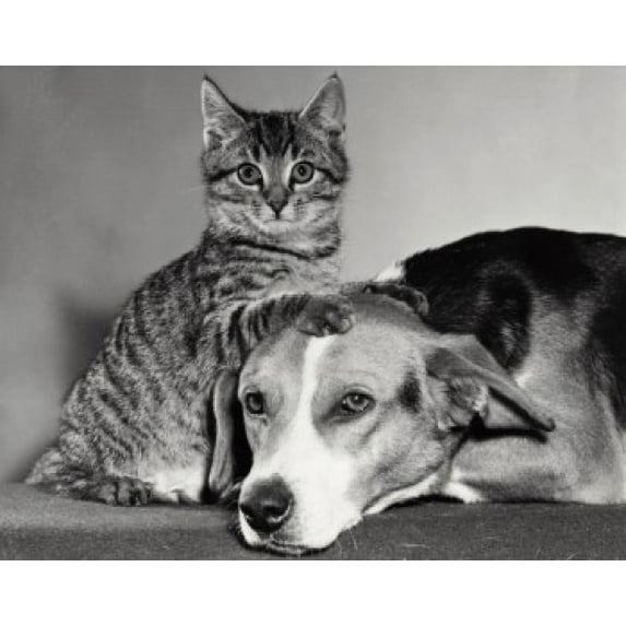 Portrait of a dog and a cat Poster Print (24 x 36)