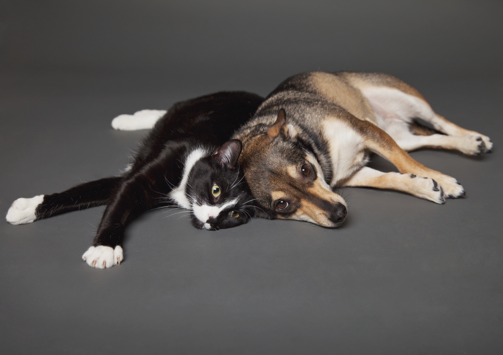 Portrait of a dog and cat laying together on a grey backgroundEdmonton alberta canada Canvas Art - Leah Bignell Design Pics (18 x 13)