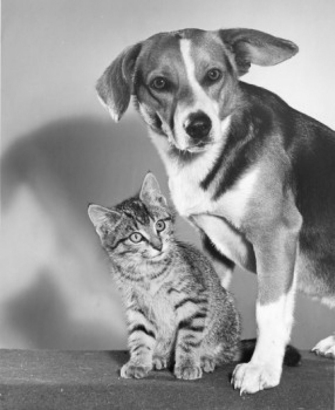 Portrait of a dog and kitten Canvas Art - (18 x 24)