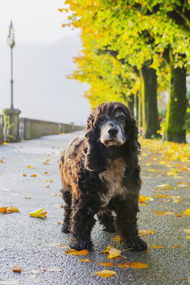 Portrait of a dog standing on a wet path in autumn Locarno Ticino Switzerland Canvas Art - Mats Silvan Design Pics (12 x 19)