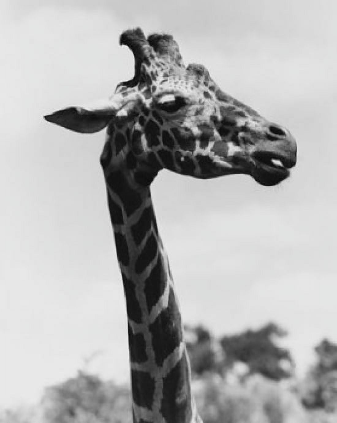 Portrait of a giraffe Canvas Art - (24 x 36)