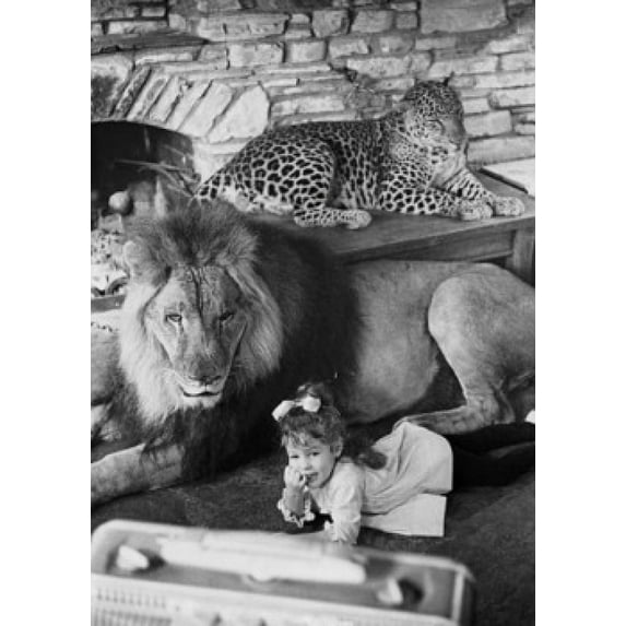Portrait of a girl lying near a lion Panthera leo and a leopard Panthera pardus lying behind them 18 x 18 x 24