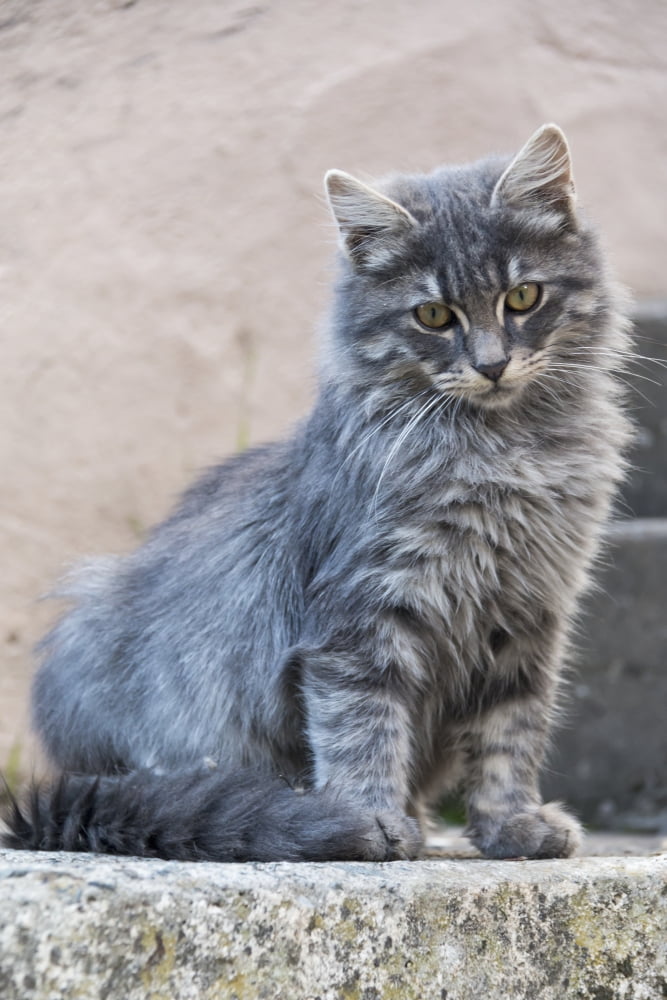 Portrait of a grey cat stands on a step Paphos Cyprus Canvas Art - John Short Design Pics (12 x 19)