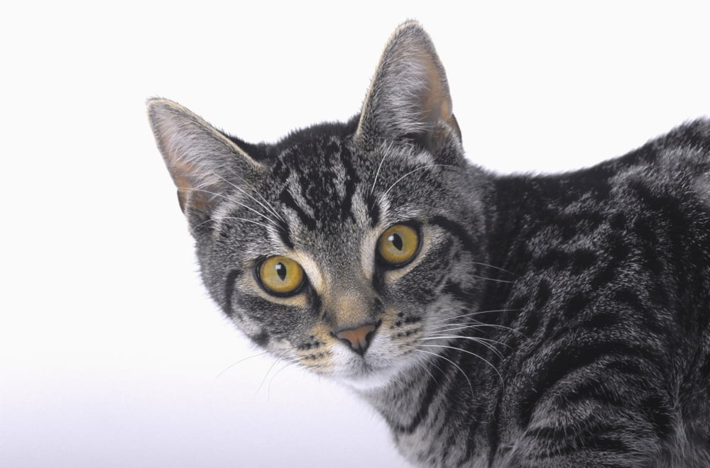 Portrait of a grey tabby catVancouver british columbia canada Canvas Art - Thomas Kitchin & Victoria Hurst Design Pics (19 x 12)