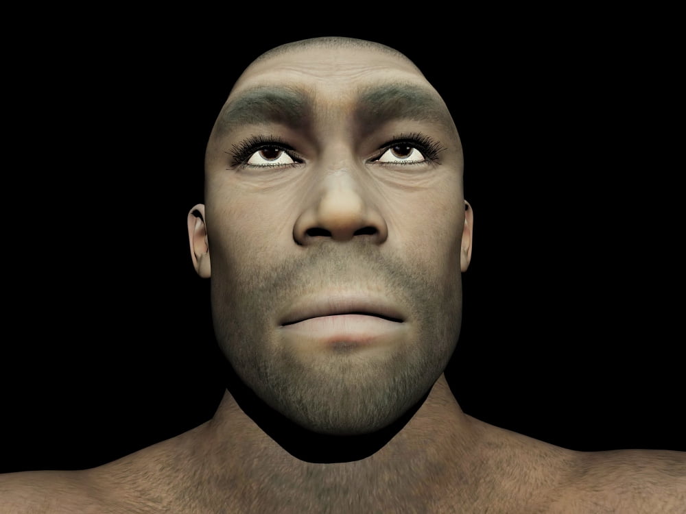 Portrait of a male Homo Erectus Canvas Art - Elena DuvernayStocktrek Images (17 x 13)
