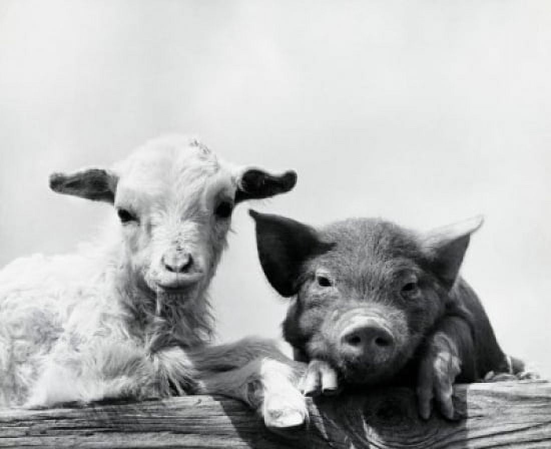 Portrait of a pig and a lamb leaning on wood Canvas Art - (18 x 24)
