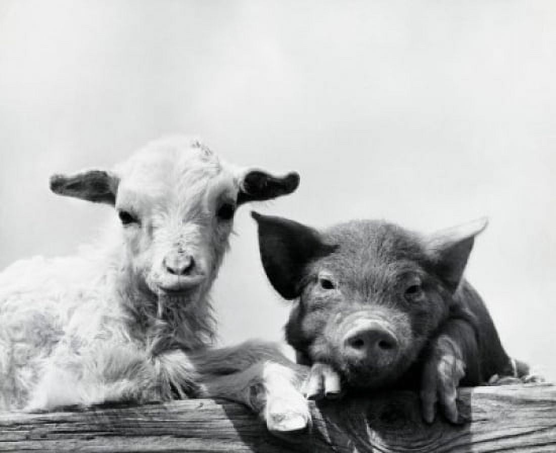 Portrait of a pig and a lamb leaning on wood Canvas Art - (24 x 36)