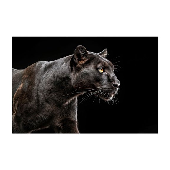 Portrait of a puma 01 - Photography Animal Wildlife Nature Portrait Jungle Moody Unframed Wall Art Print 40 x 60 inches