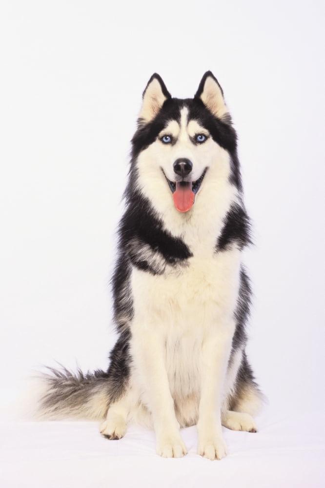 Portrait of a siberian huskyBritish columbia canada Canvas Art - Thomas Kitchin & Victoria Hurst Design Pics (24 x 38)