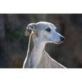 thumbnail image 1 of Portrait of a whippet  Poster Print by Zandria Muench Beraldo, 1 of 1