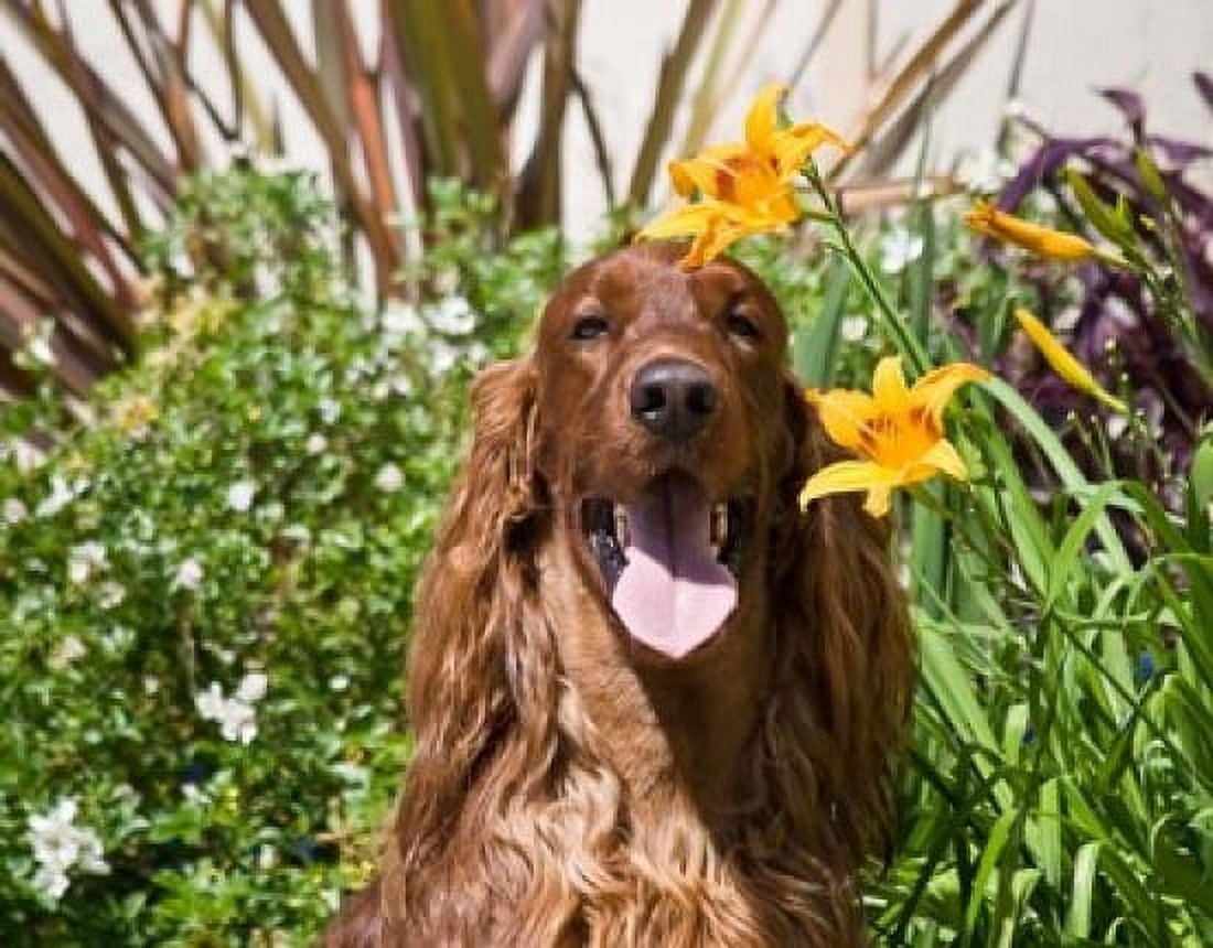 Portrait of an Irish Setter sitting next to yellow flowers Canvas Art - Zandria Muench Beraldo DanitaDelimont (24 x 19)