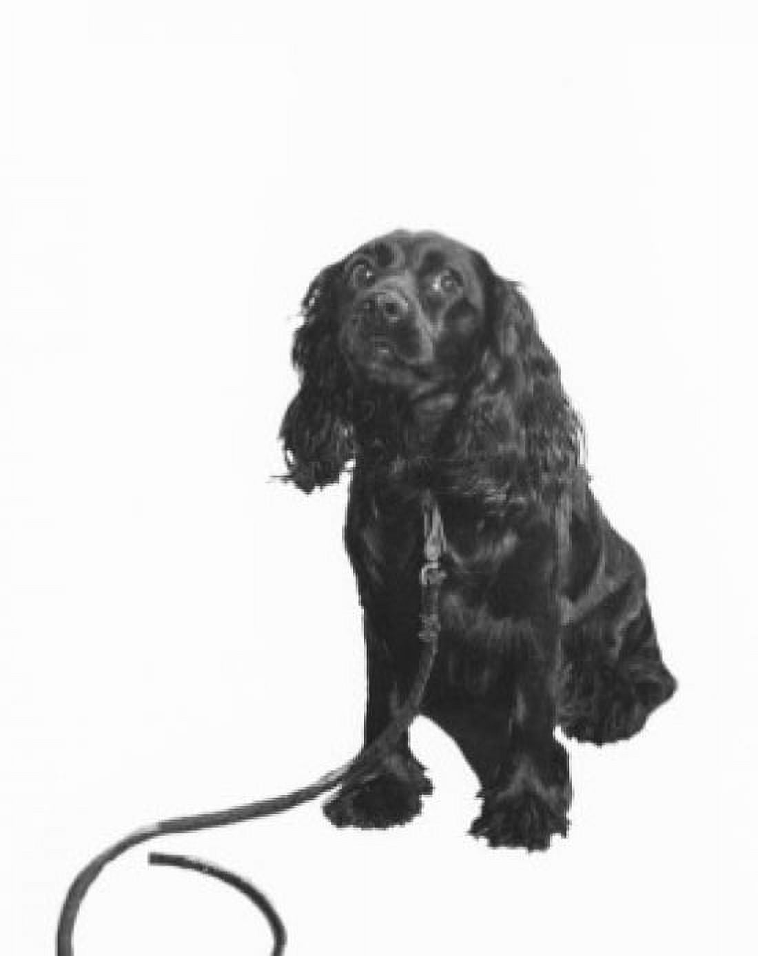 Portrait of black spaniel Canvas Art - (24 x 36)