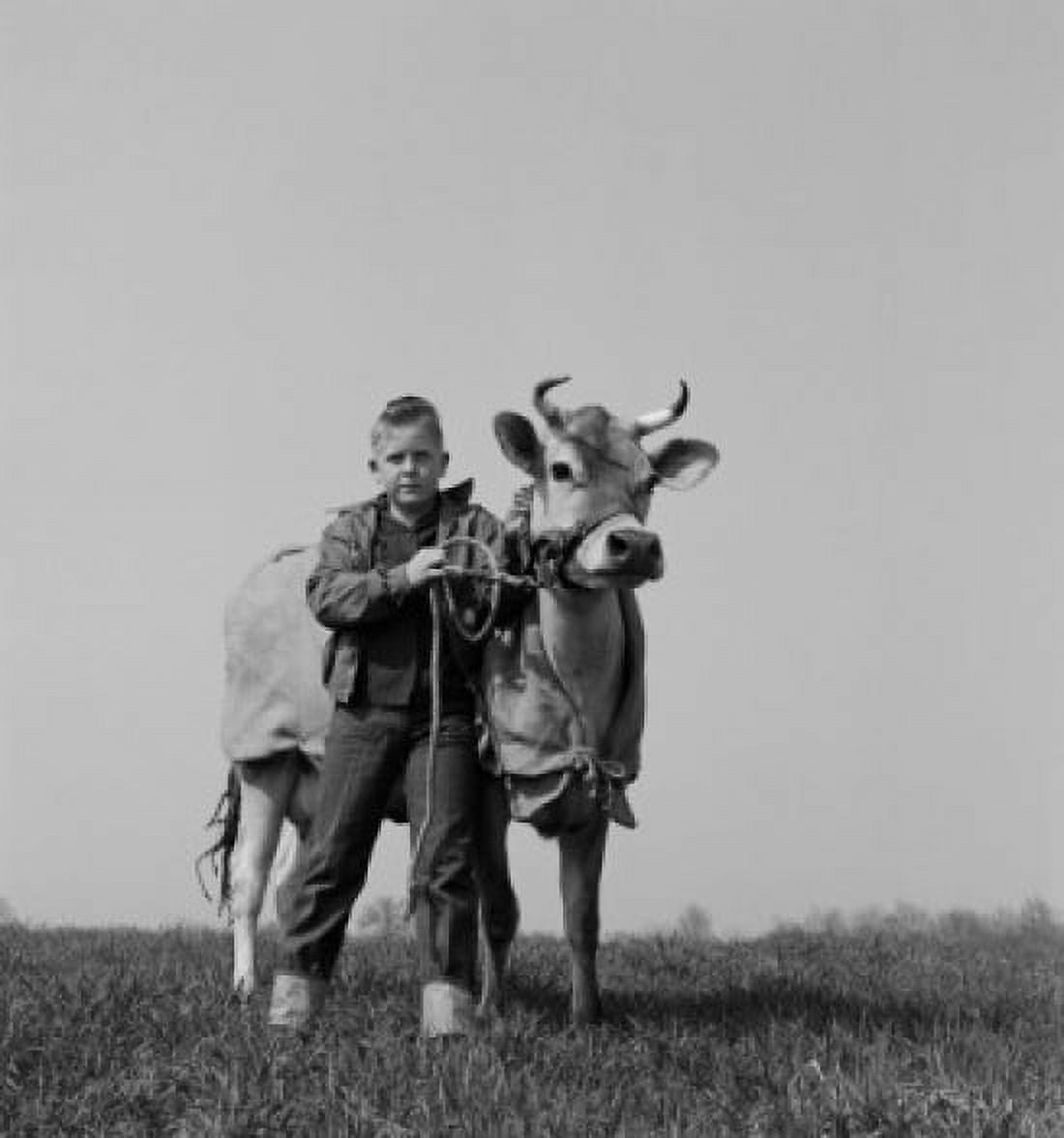 Portrait of boy with cow in field Canvas Art - (24 x 36)