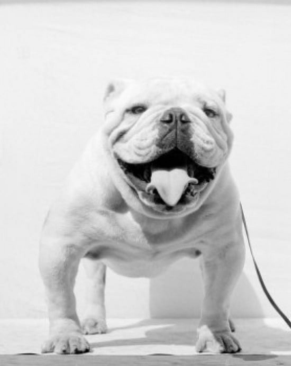 Portrait of bulldog Canvas Art - (24 x 36)