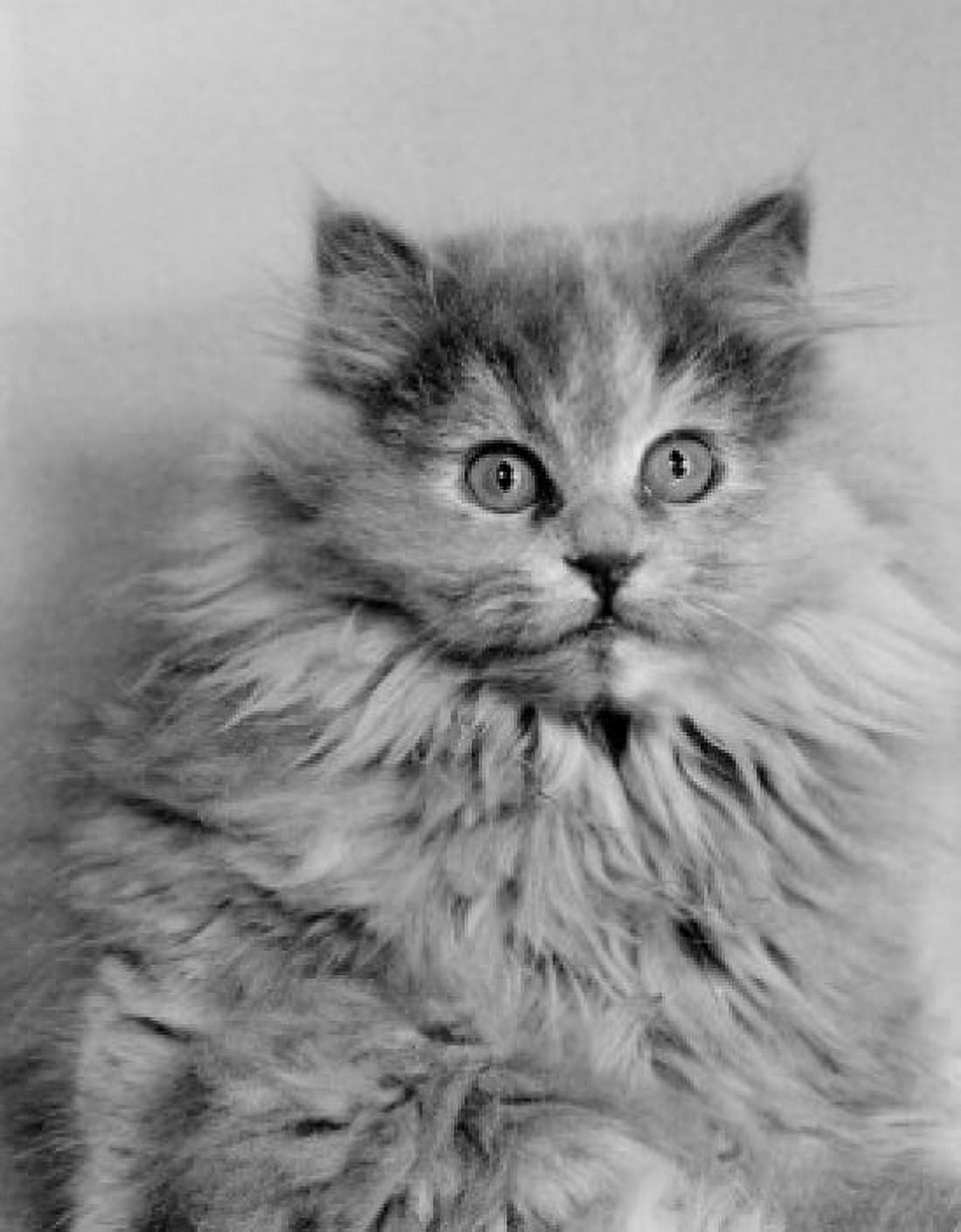 Portrait of cat Canvas Art -  (18 x 24)