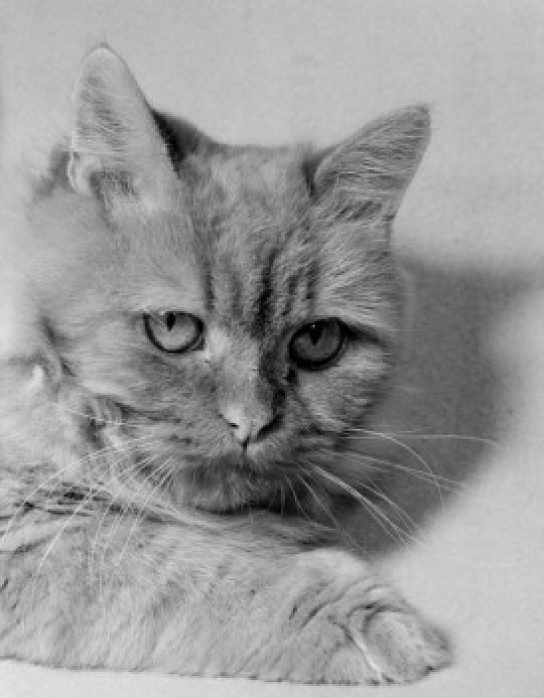 Portrait of cat Canvas Art - (18 x 24)
