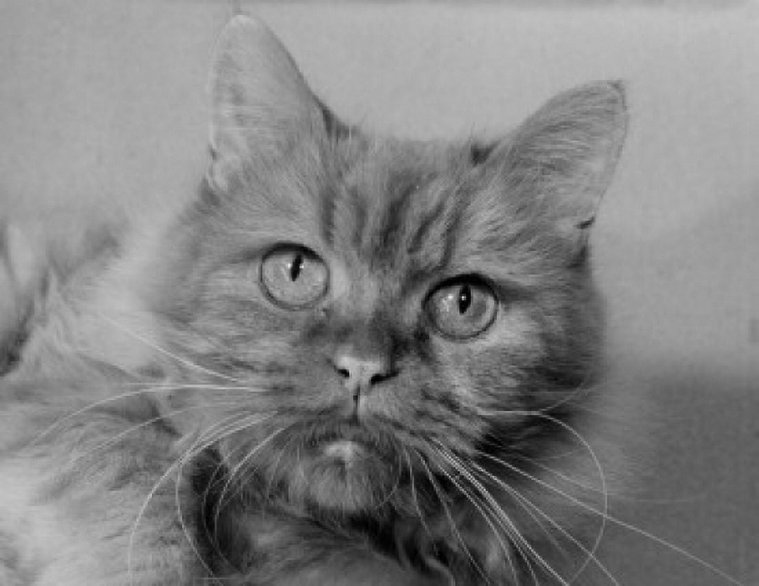 Portrait of cat Canvas Art - (24 x 36)