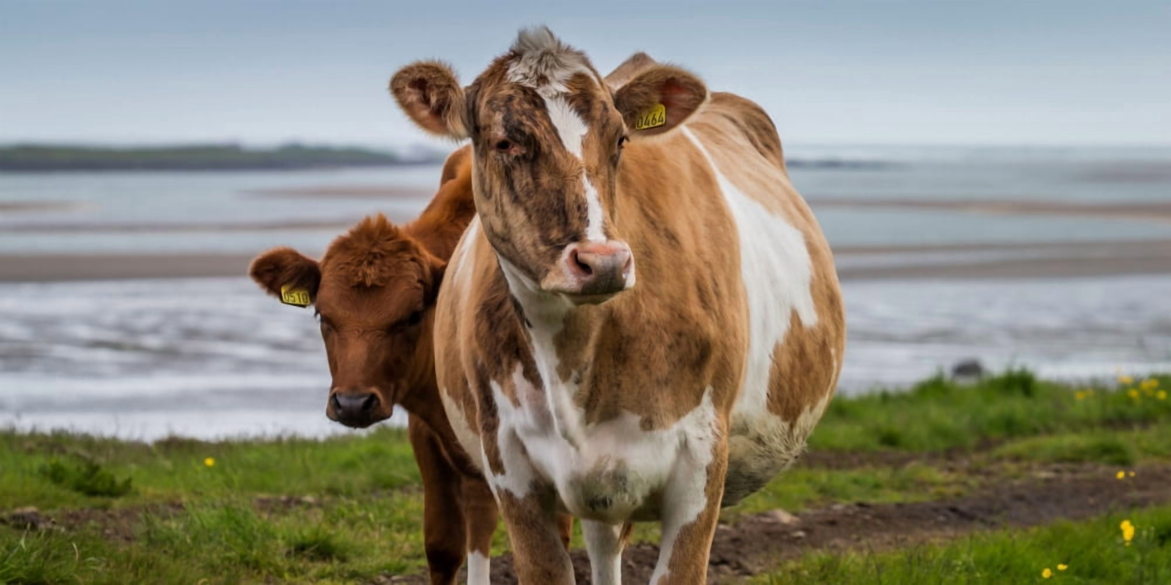 Portrait of cows grazing Iceland Canvas Art - Panoramic Images (12 x 36)