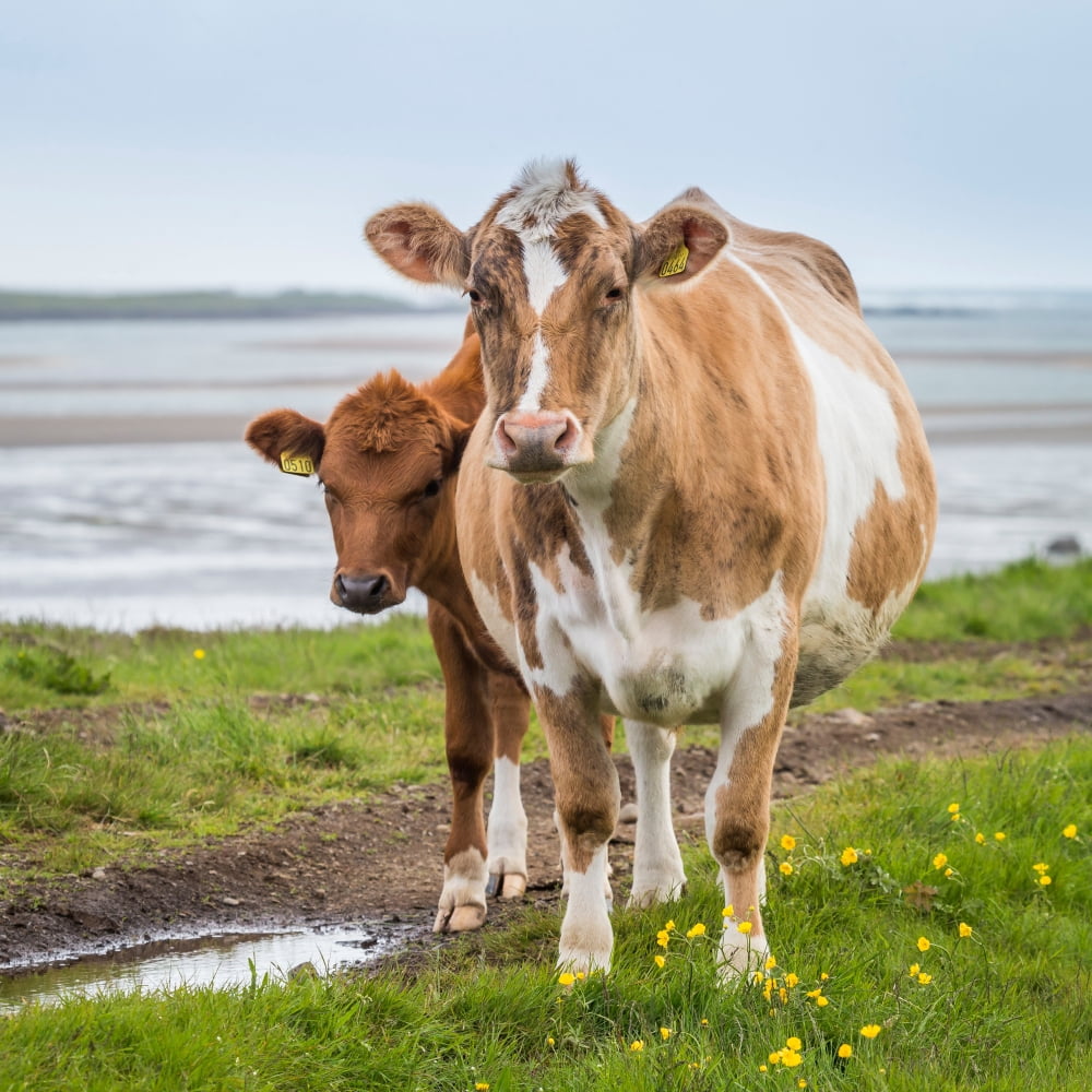 Portrait of cows grazing Iceland Canvas Art - Panoramic Images (24 x 24)