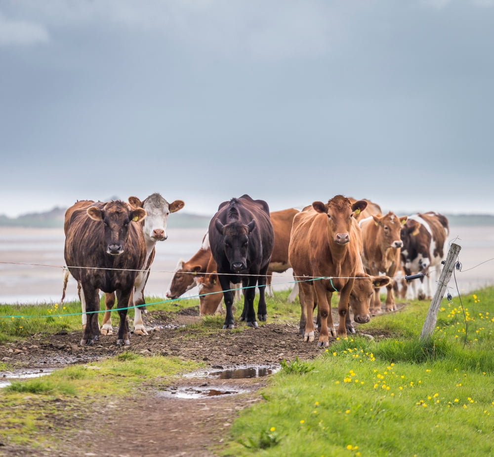 Portrait of cows grazing Iceland Canvas Art - Panoramic Images (24 x 24)