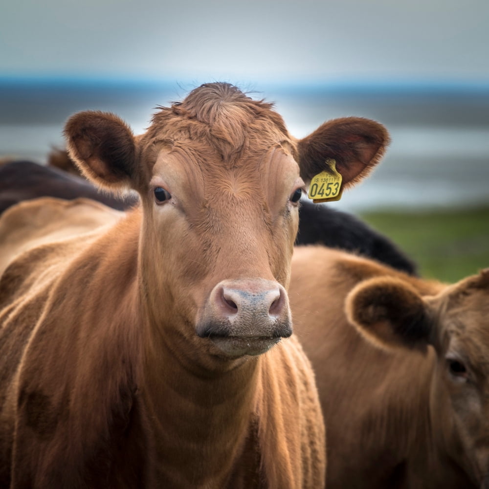 Portrait of cows grazing Iceland Canvas Art - Panoramic Images (24 x 24)