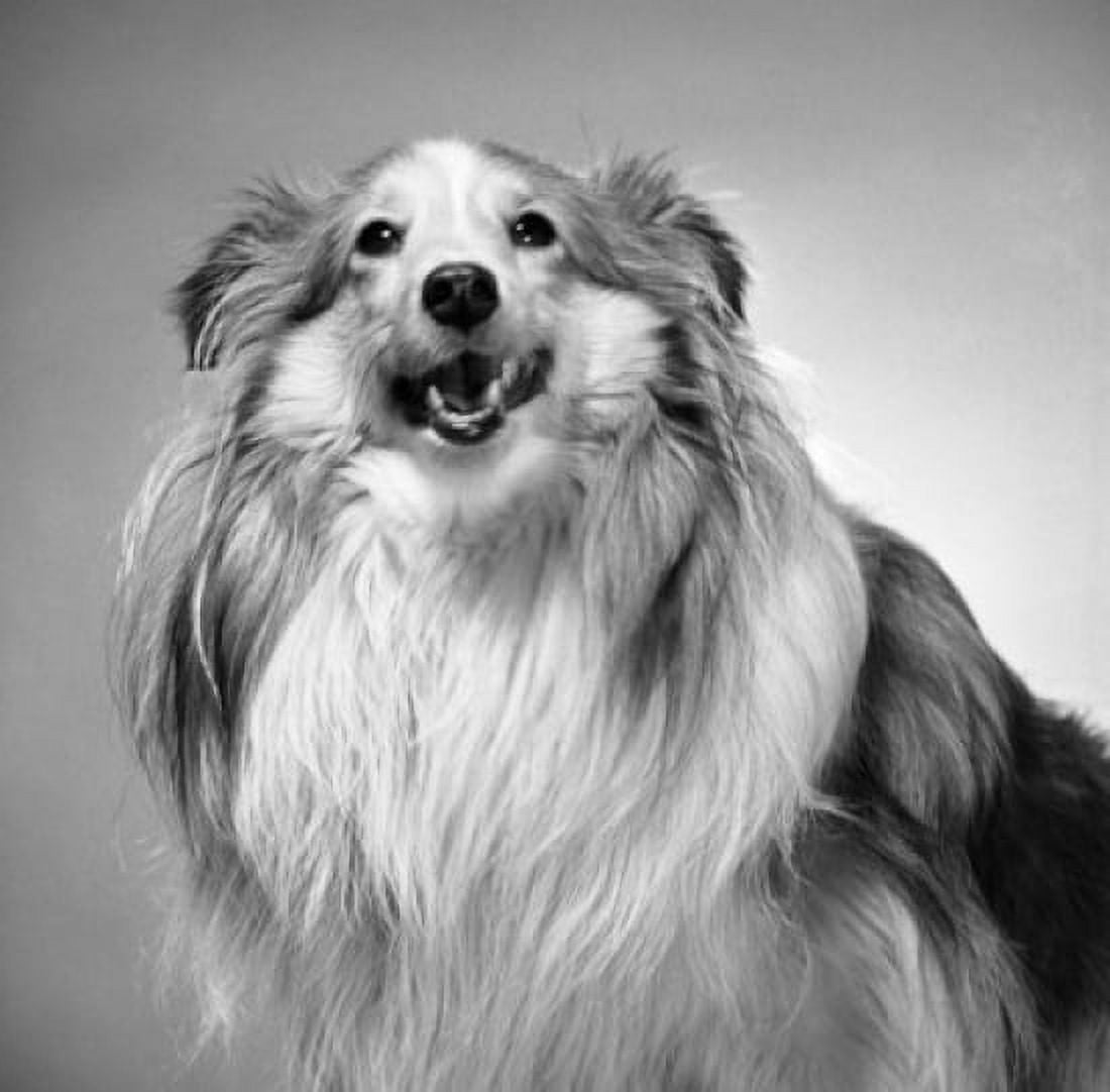 Portrait of dog Canvas Art - (18 x 24)