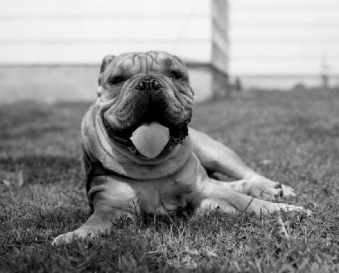 Portrait of dog Canvas Art - (18 x 24)