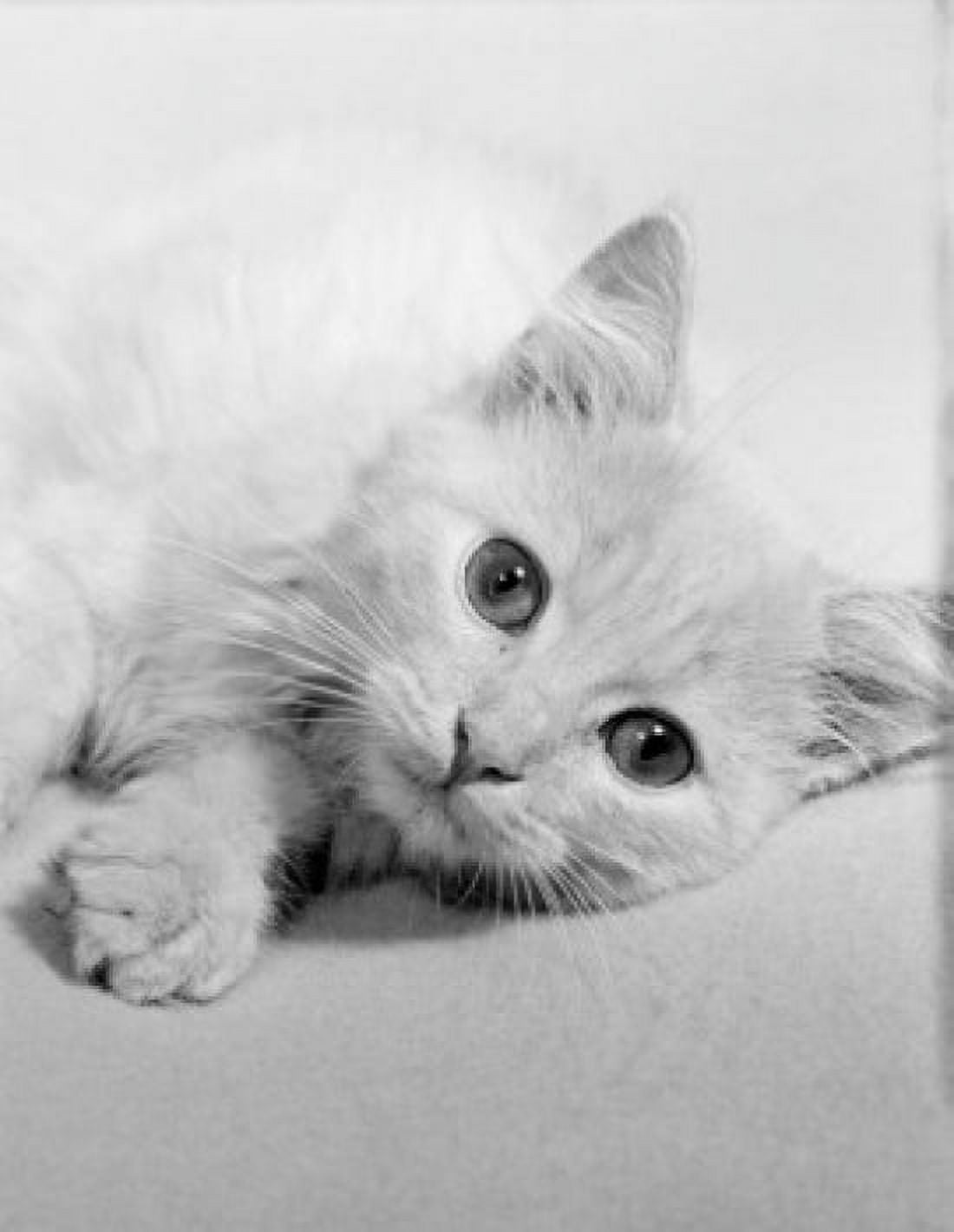 Portrait of domestic cat Canvas Art - (24 x 36)