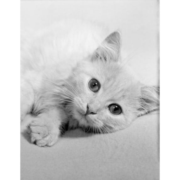 Portrait of domestic cat Poster Print (18 x 24)