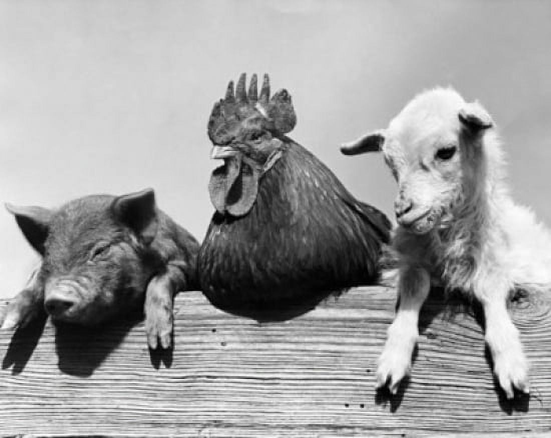 Portrait of farm animals Canvas Art - (18 x 24)