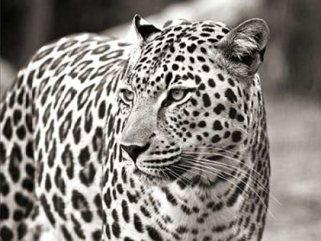 Portrait of leopard - South Africa Canvas Art - Claudia Lothering (22 x 28)