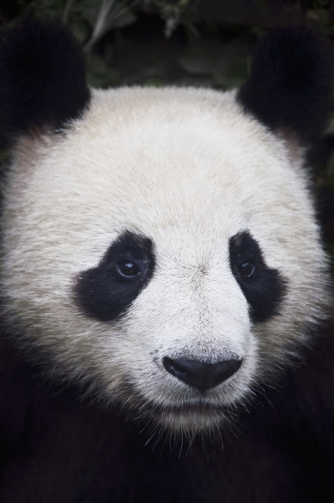 Portrait of panda (ailuropoda melanoleuca)China Canvas Art - Alex Adams Design Pics (12 x 19)