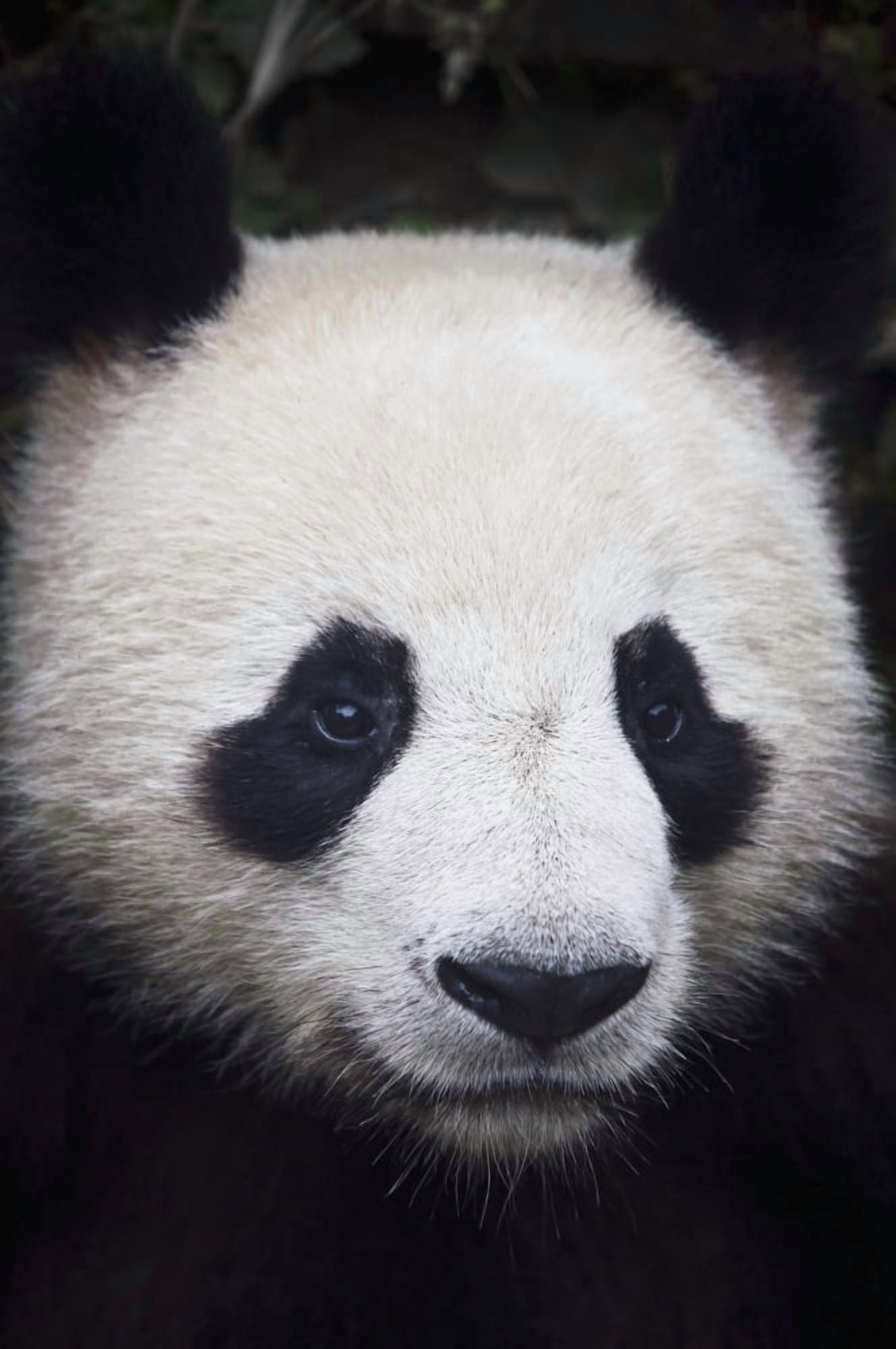 Portrait of panda (ailuropoda melanoleuca)China Canvas Art - Alex Adams Design Pics (24 x 38)