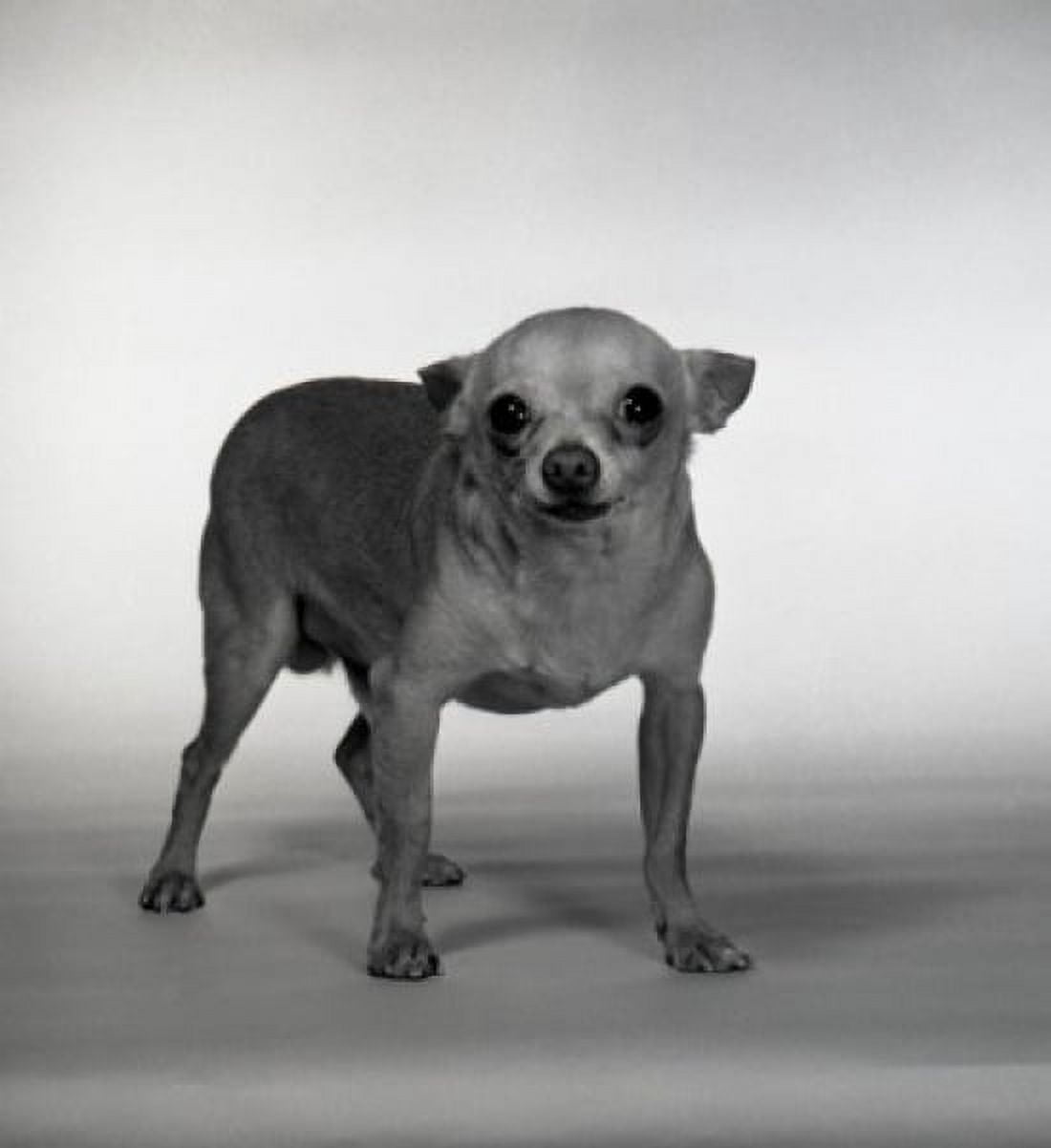 Portrait of small dog Canvas Art - (24 x 36)