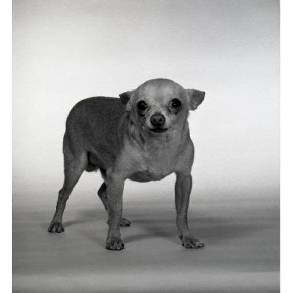 Portrait of small dog Poster Print (18 x 24)