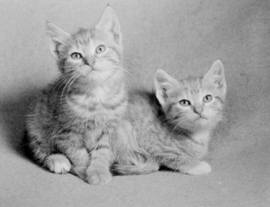 Portrait of two cats Canvas Art - (24 x 36)