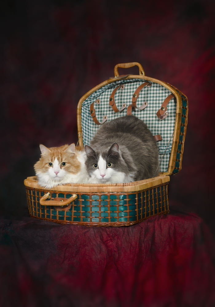 Portrait of two cats in a basket;St. albert alberta canada Poster