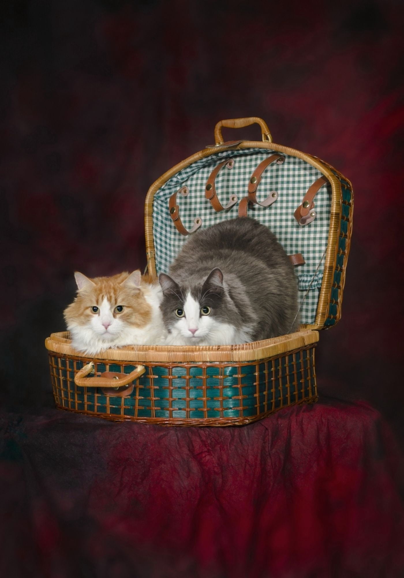 Portrait of two cats in a basketSt albert alberta canada Canvas Art - Corey Hochachka Design Pics (12 x 18)