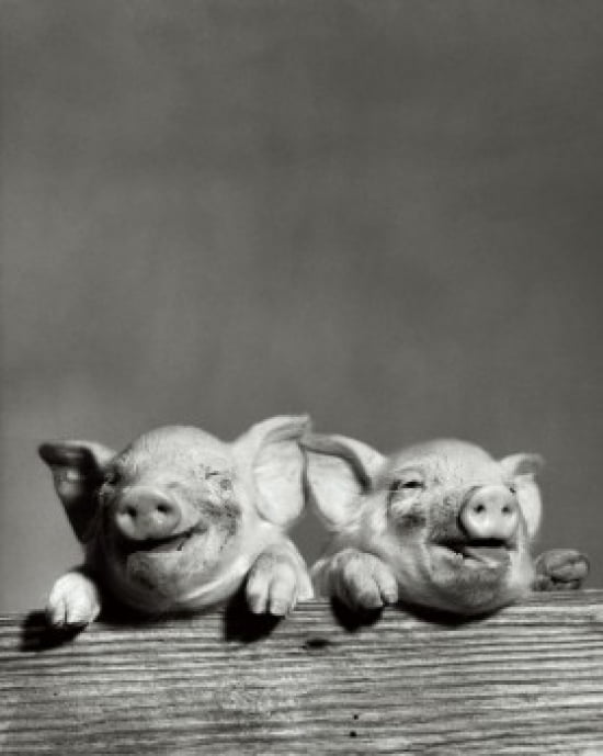 Portrait of two pigs Canvas Art - (18 x 24)