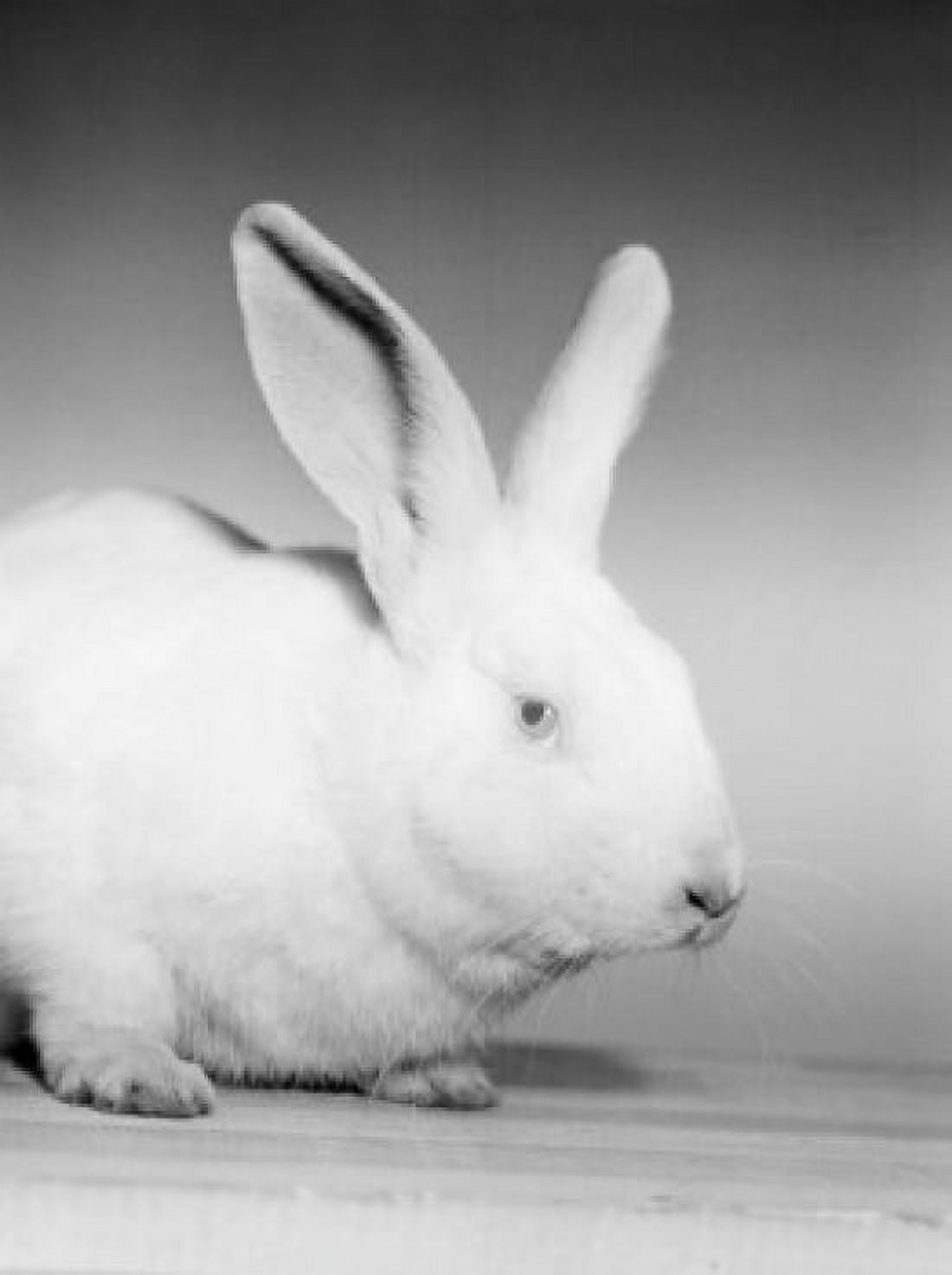 Portrait of white rabbit Canvas Art - (18 x 24)