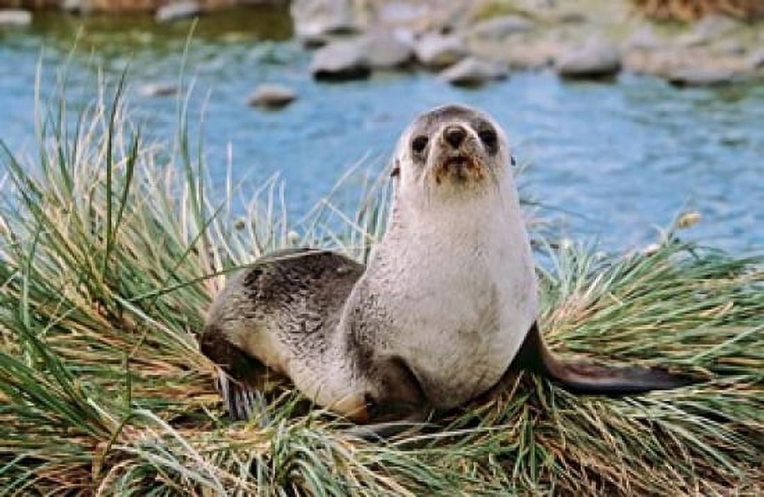 Portrait of young bull Kerguelen Fur Seal Antarctic Fur Seal South Georgia Canvas Art - Martin Zwick DanitaDelimont (18 x 12)