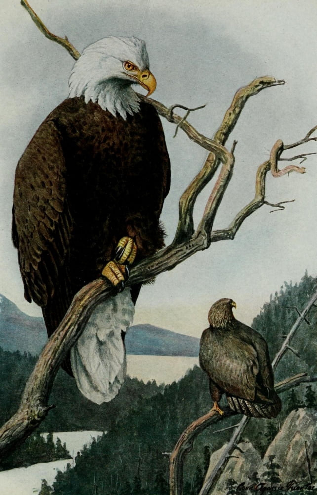 Portraits & Habits 1920 Bald Eagle Canvas Art - LA Fuertes (18 x 24)