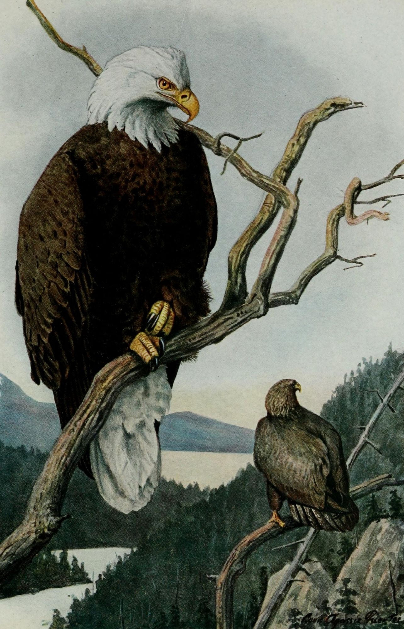 Portraits & Habits 1920 Bald Eagle Canvas Art - LA Fuertes (24 x 36)