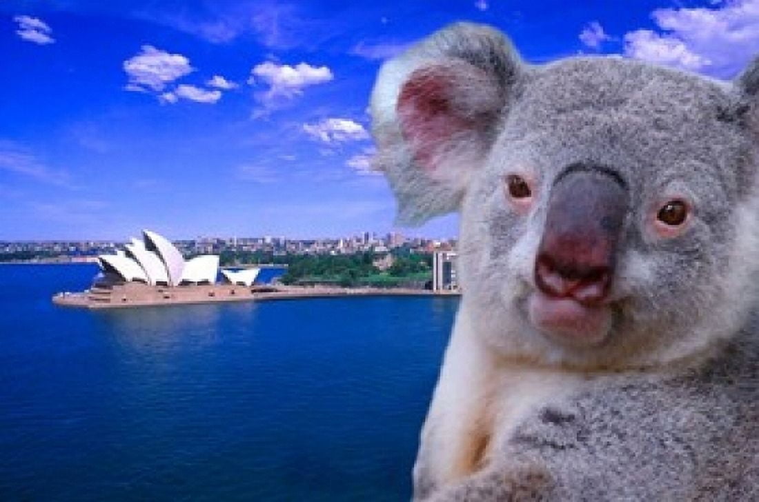 Portrayal of Opera House and Koala Sydney Australia Canvas Art - Bill Bachmann DanitaDelimont (36 x 24)